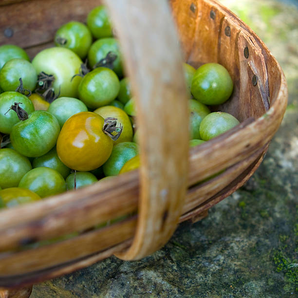 Old English Trug Full of Tomatoes stock photo