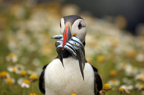 istock Puffin top half and head with sand eels 173043124