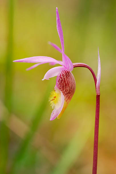 Calypso orchidea – zdjęcie