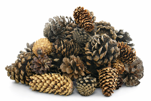 pile of pine cones isolated on white