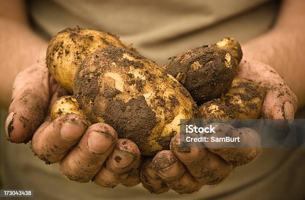 Organiczne Ziemniaki - zdjęcia stockowe i więcej obrazów Rolnik - Rolnik, Ziemniak, Aktywny tryb życia