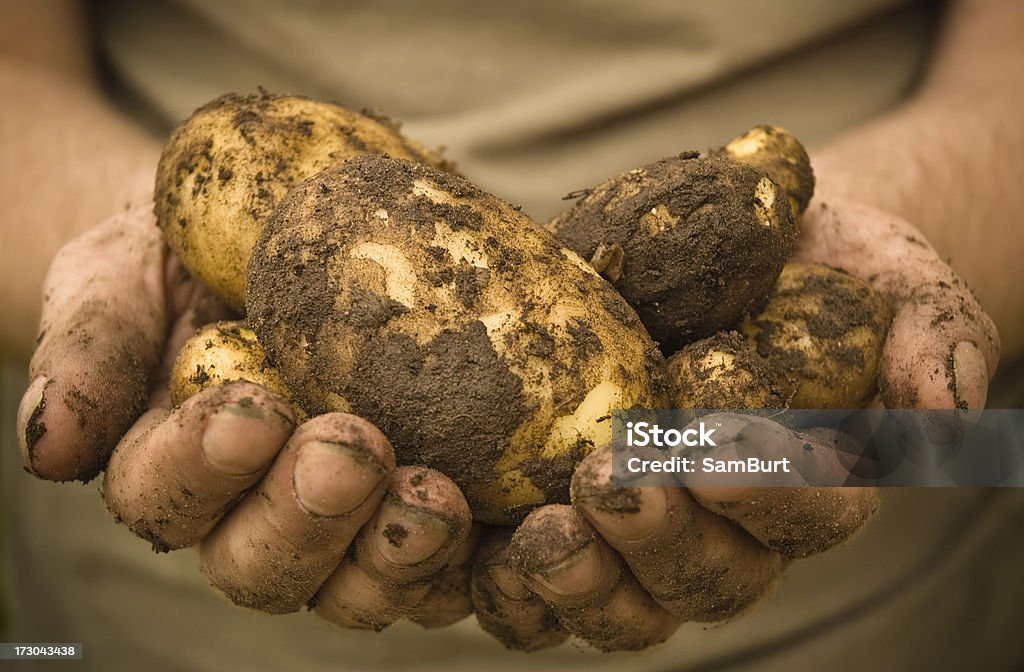 Batatas orgânicos - Royalty-free Agricultor Foto de stock