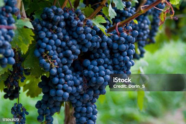 Cabernet Sauvignon Uvas Foto de stock y más banco de imágenes de Vinicultura - Vinicultura, Agricultura, Azul