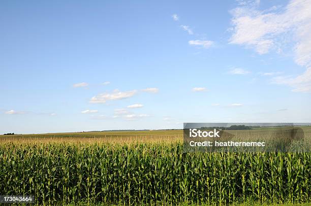 Iowa Mais E Nappe - Fotografie stock e altre immagini di Agricoltura - Agricoltura, Ambientazione esterna, Campo