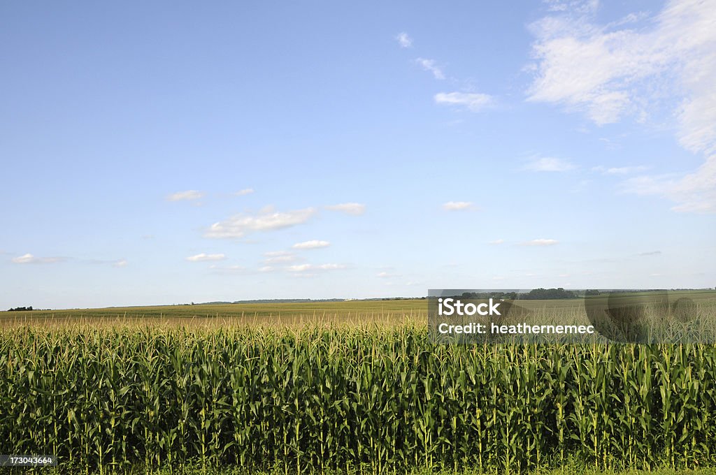 Iowa milho e borlas a condizer - Royalty-free Agricultura Foto de stock