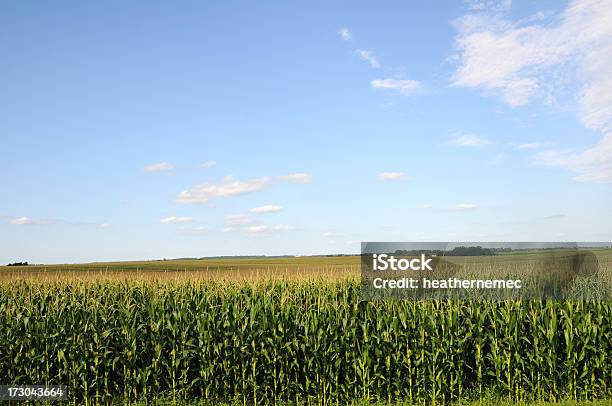 Iowa Milho E Borlas A Condizer - Fotografias de stock e mais imagens de Agricultura - Agricultura, Ao Ar Livre, Campo agrícola