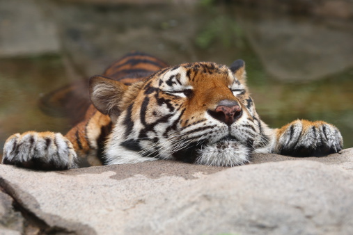 a Tiger enjuying a cool water hole on a hot day