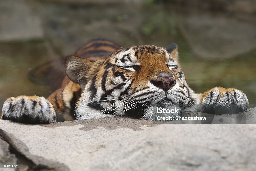 Tiger - Zbiór zdjęć royalty-free (Tygrys)