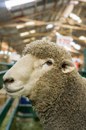 Corriedale breed sheep face during an exhibition