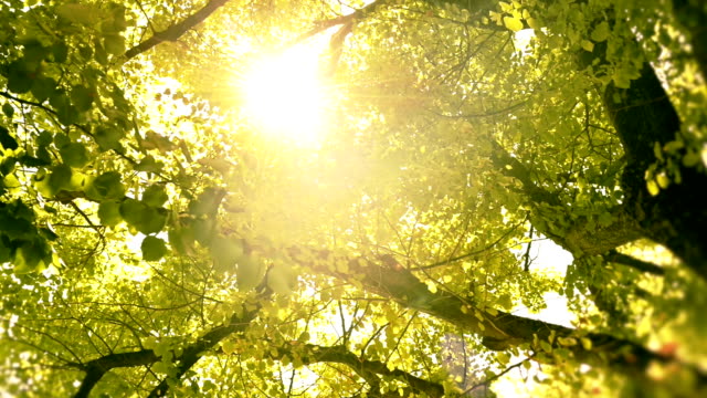 hd video dolly emotional sun watching through trees and leaves