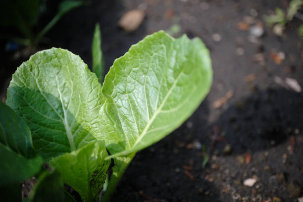 beautiful leaves of spinach