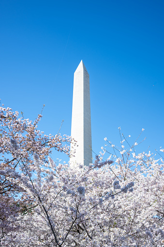 Washington Monument with cherry blossoms at stage 6 on a clear blue sky day
