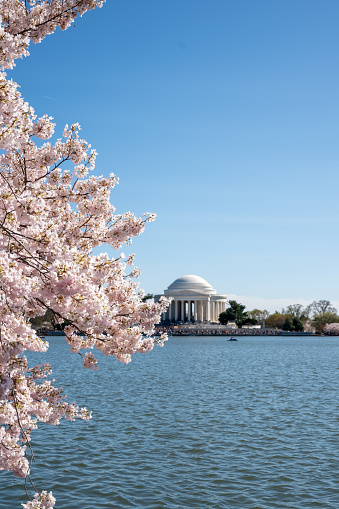 Cherry Blossoms on the tidal basin with views of Thomas Jefferson memorial. Vertical view.