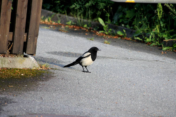 A lonely magpie out exploring the world