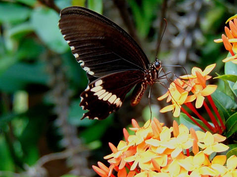 Viceroy butterfly perched on a stem