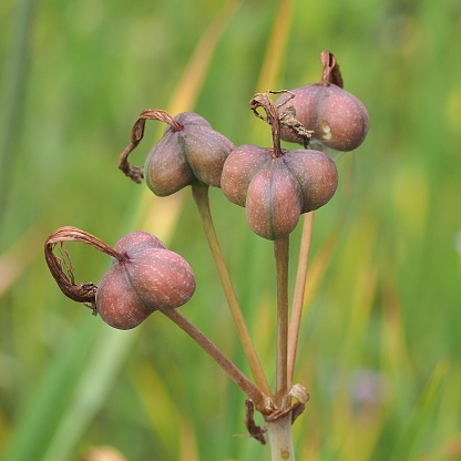 Four  developing seed-pods of the Fire Añañuca (Phycella ignea) growing in the foothills of the Andes Mountains of central Chile, near the capital Santiago. When fully dried the pods will split and release the lily seeds into the summer soil.