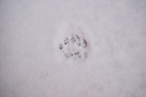 Cute cat footprints in the snow