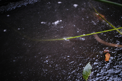 A sub-zero pond where the tips of the leaves freeze