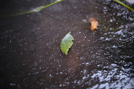 Two leaves on the ice of the pond