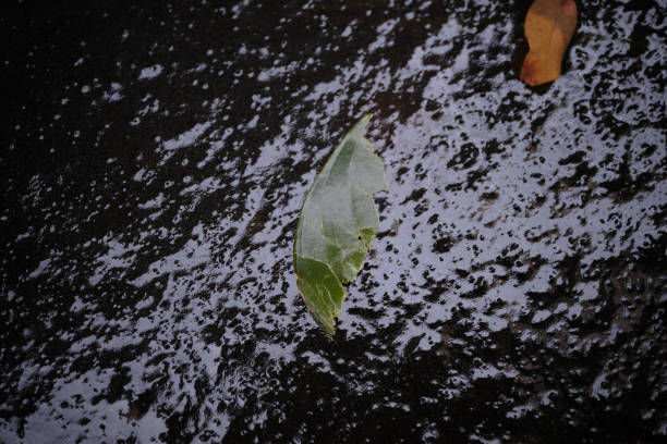 texture of leaves on ice