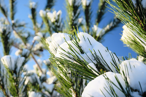 snow on pine trees