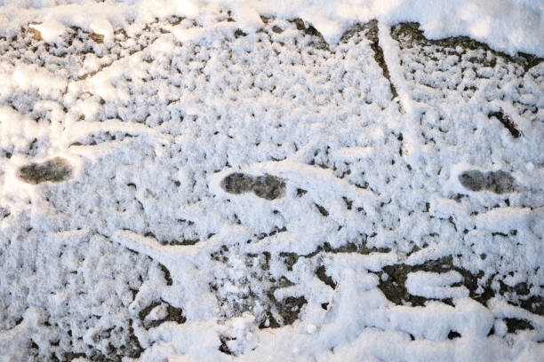 children's footprints in the snow