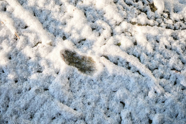 footprints of a child walking in the snow
