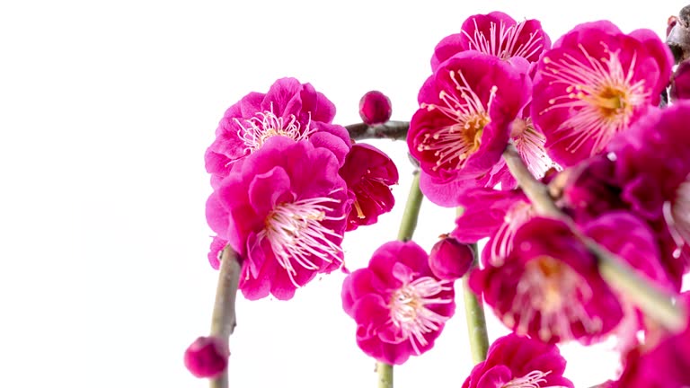 4K time-lapse video of red plum blossoms blooming, slowly rotating.