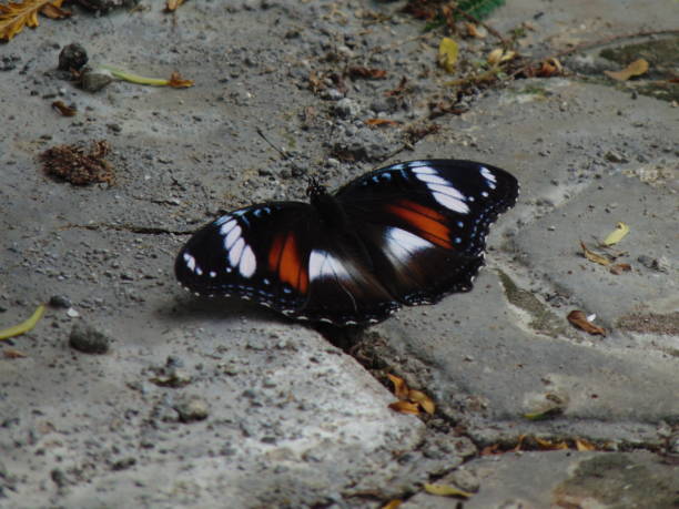istock Hypolimnas bolina butterfly 1730589122