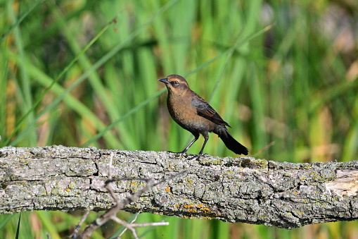 A beautiful Rusty Blackbird perched on a fallen tree in a wet forested area