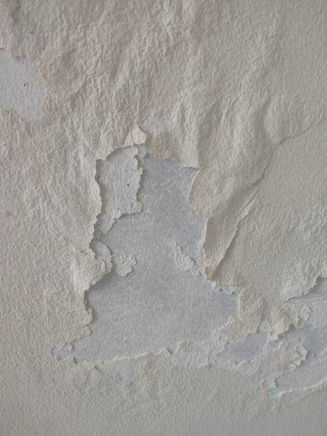 istock Moisture and mildew wall plaster filler 1730608544
