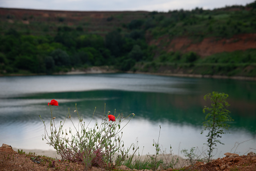 Picture of a view of Besenovacko Jezero in Besenovo, Serbia, during a rainy afternoon summer afternoon, with poppy flowers. Besenovacko Jezero is a Serbian artificial lake in the mountains of Fruska Gora.