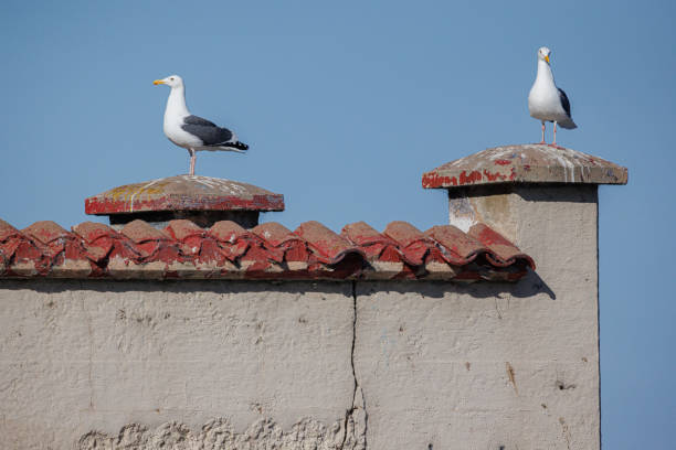 istock Seagulls on terra cotta roof 1730638146