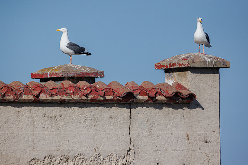 Two Seagulls on terra cotta roof soaking up some California Sun