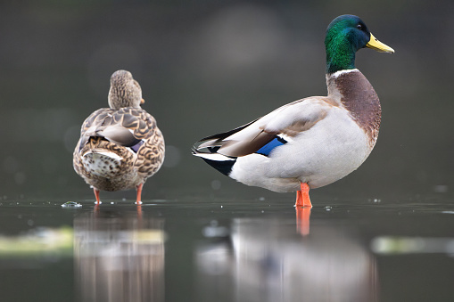 Mallard Female and Male in Pond, focusing on Male