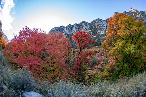 Colorful fall leaves on a mountain
