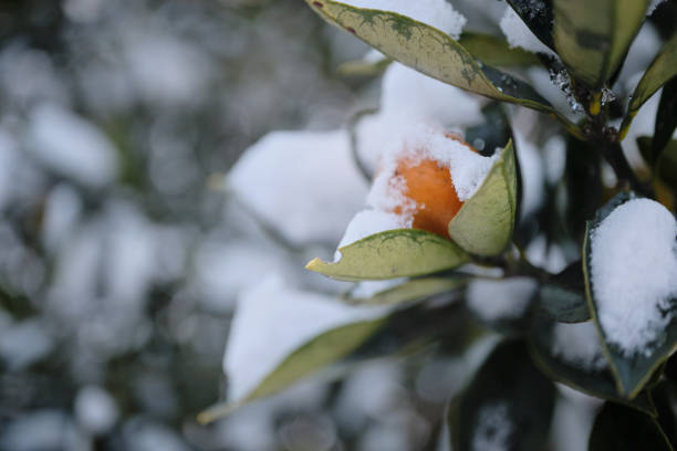 istock winter kumquat 1730666267