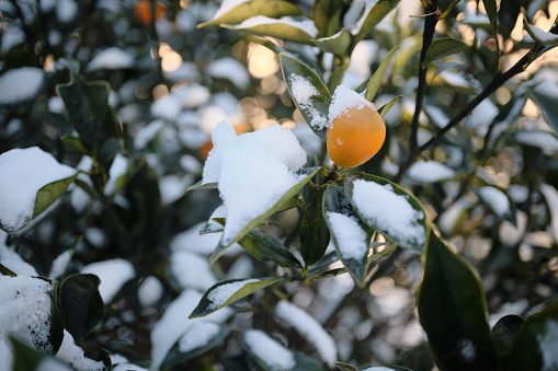 Kumquat covered with snow