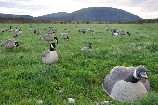 decoys of Canada Geese, West Coast, South Island, New Zealand