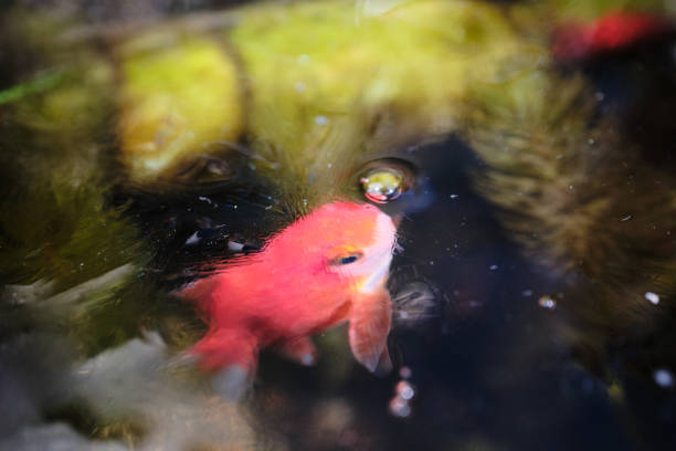 istock Goldfish looking up from under the ice 1730693251