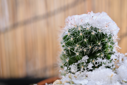 Close-up of snow falling on a cactus