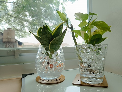 Fresh plants that remove dirty air, on the office table