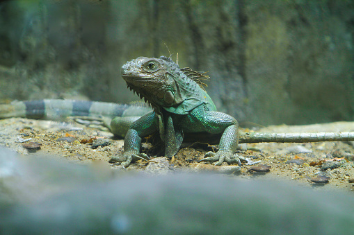 portrait of a lizard resting on the sand