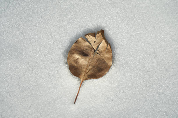 Texture of leaves covered in snow