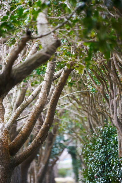 istock view of rows of trees 1730738236
