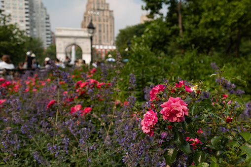 A closeup of beautiful pink rose bushes in a garden at Washington Square Park in front of the arch in Greenwich Village of New York City during spring