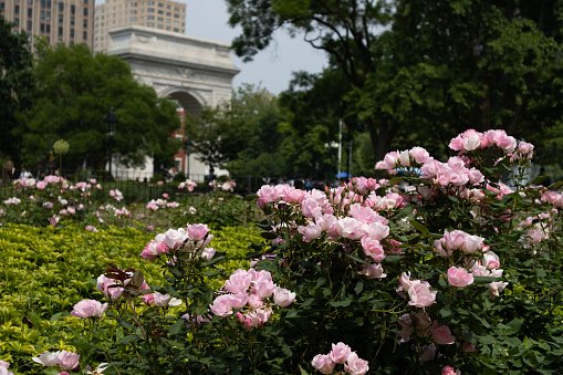 A closeup of beautiful light pink rose bushes in a garden at Washington Square Park in front of the arch in Greenwich Village of New York City during spring
