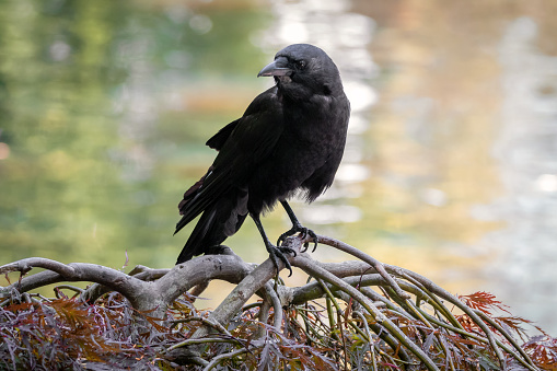 Close-up of a black crow perched on a tree branch.