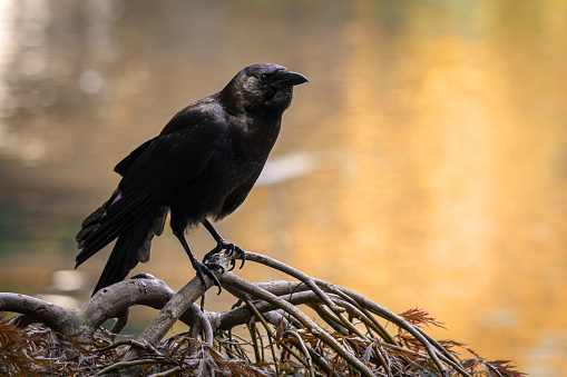 Raven (corvus corax) sitting on a skull and is looking forward.