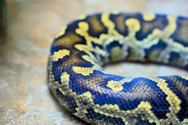 istock the snake is a snake that is found. 1730824296